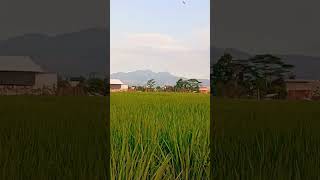 #pemandangan sawah gunung #indah #pemandangan sawah gunung #indah