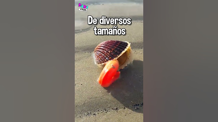 Así Nadan las Almejas 🌊😱 #viral #shorts #conchas