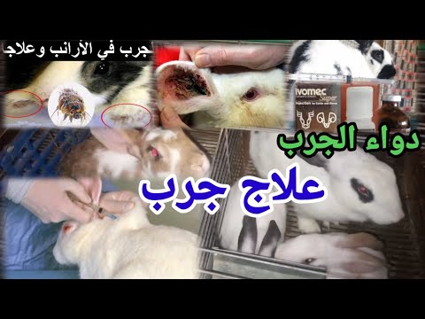 علاج الأرانب من الجرب دواء جرب وقشور الأدن