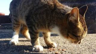【猫島】佐柳島(香川県)、東側の集落にひとりぼっちでいた猫ちゃん、餌ちょうだいって言ってきた。