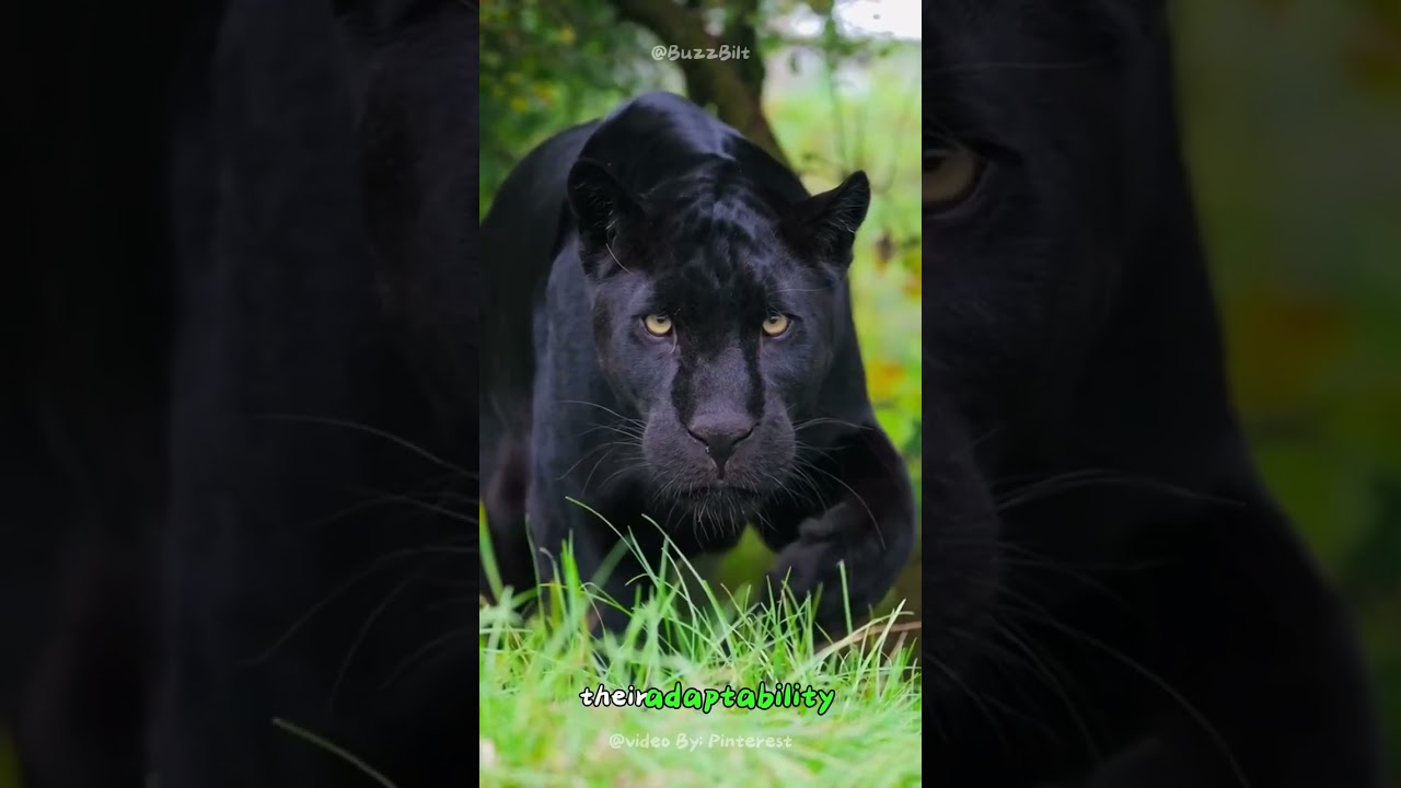 Black Panther's Stealth and Adaptability🐾 