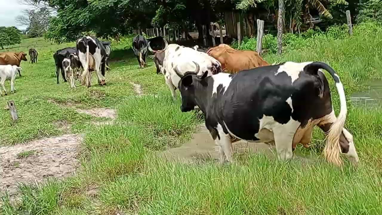 Seguindo a lida no campo É possível ser salvo apenas por Fé?