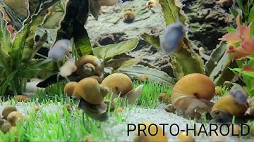 PROTO-HAROLD 1.1 MOVING TIME LAPSE simple robot llc, arduino camera cellphone slider motion control