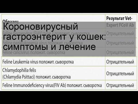 Короновирусный гастроэнтерит у кошек: симптомы и лечение