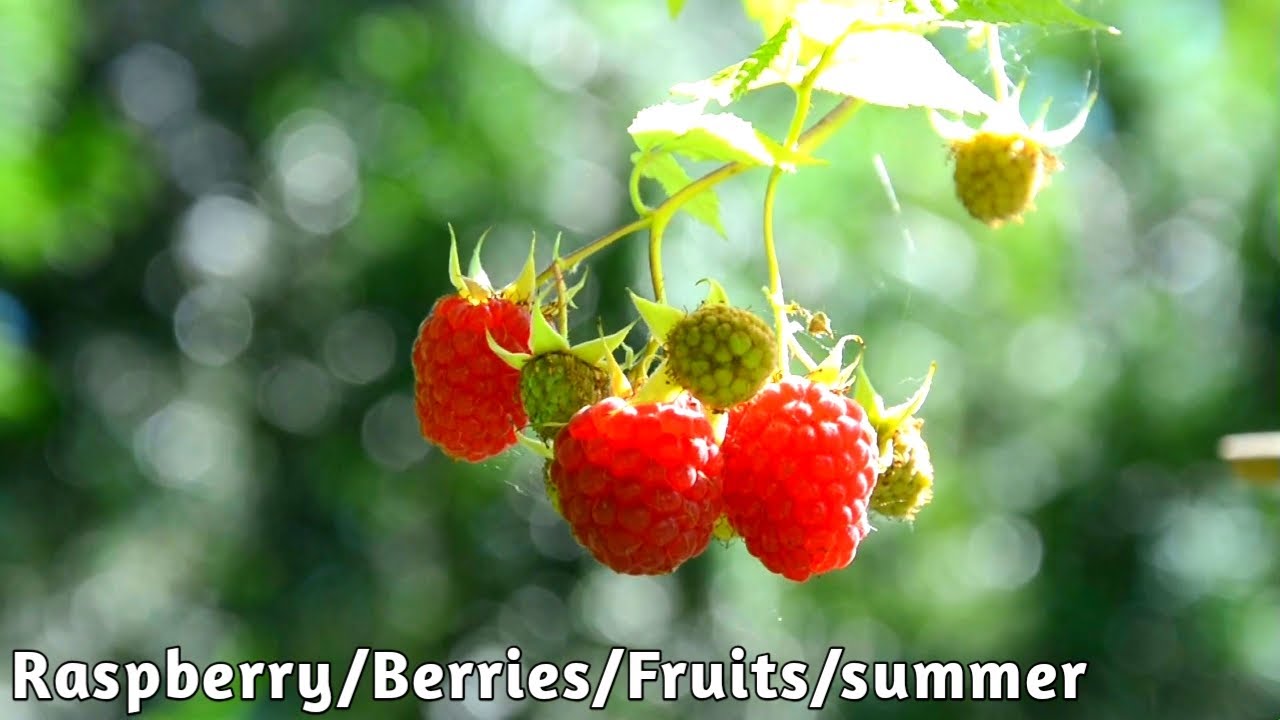 Raspberries Berries summer | no copyright video | royalty free Background Footage | by FillAmaz
