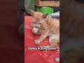 hidup di pasar ikan #cat #kucing #catshort