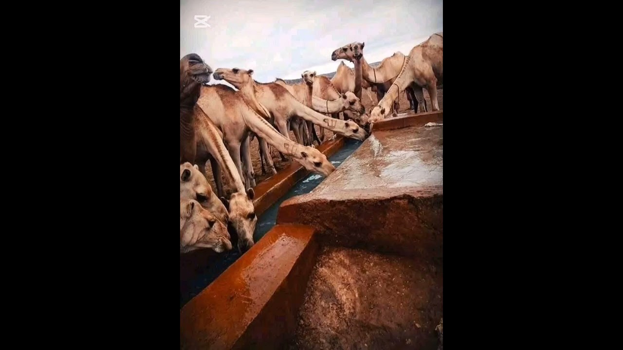 DHAANTO GAALJECEL SAMOOW AH IYO ABWAAN REE CEEL CALI EE IBRAAHIM XAYOOW (HOOLOOW)