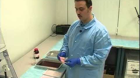 Sequential Processing 2010 : 05 : Oil Red O