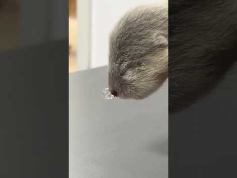 잠자는 아기수달😪 #이웃집수달