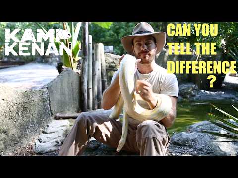 Python vs Boa Constrictor: What’s The REAL Difference?