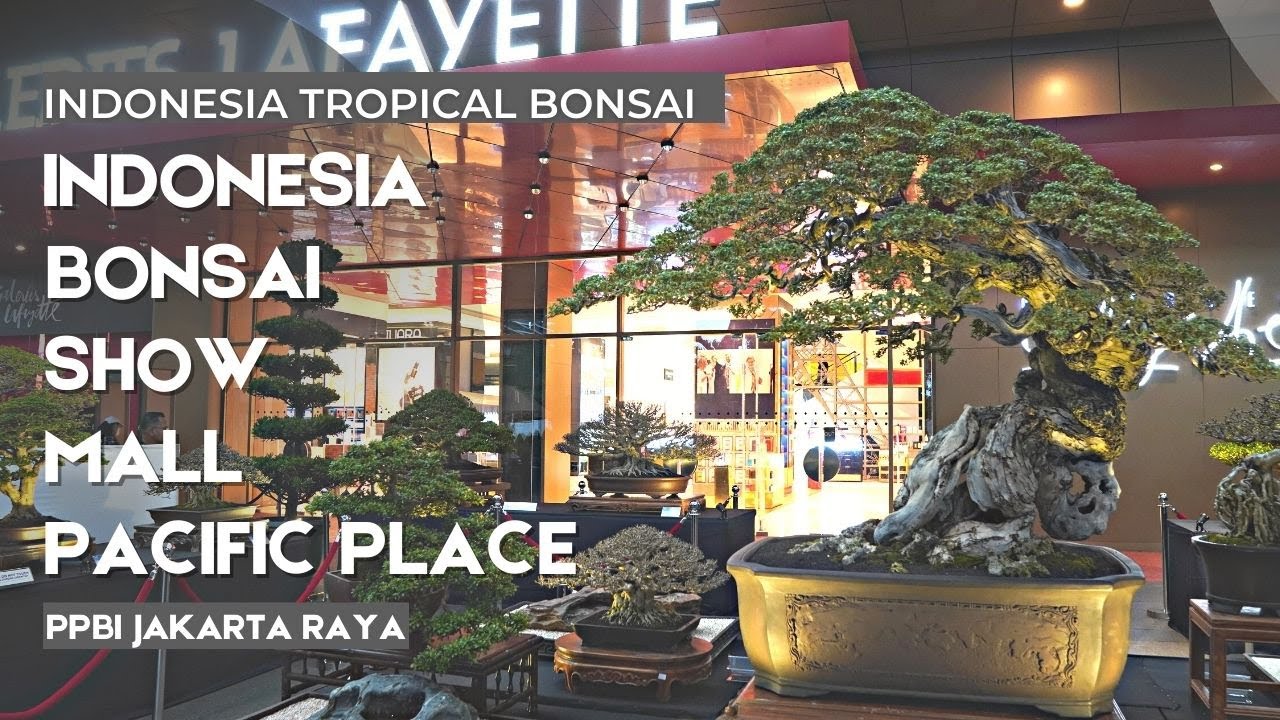 Pameran Eksebisi non kontes di Mall Pacific Place Jakarta, Indonesia Bonsai Show