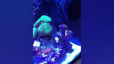 18g Nano Reef Aquarium UPDATE Cobalt