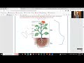LO1 | G10 | 2nd Term | Plant structure and function