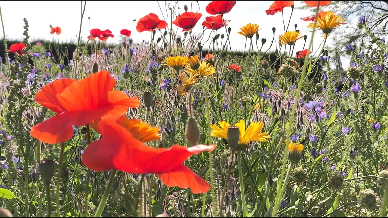 Wildflower Garden Ambience🌻Relaxing Nature Sounds, Peaceful Birdsong & Bees, for Stress & Sleep