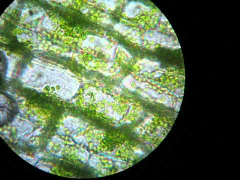 Célula vegetal - YouTube