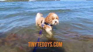 Zuchon puppy Dill out exploring Vancouver Island's sandy beach & warm ocean water www.tinyteddys.com by Tiny Teddys - Teddy Bear Puppies 111 views 11 months ago 5 seconds