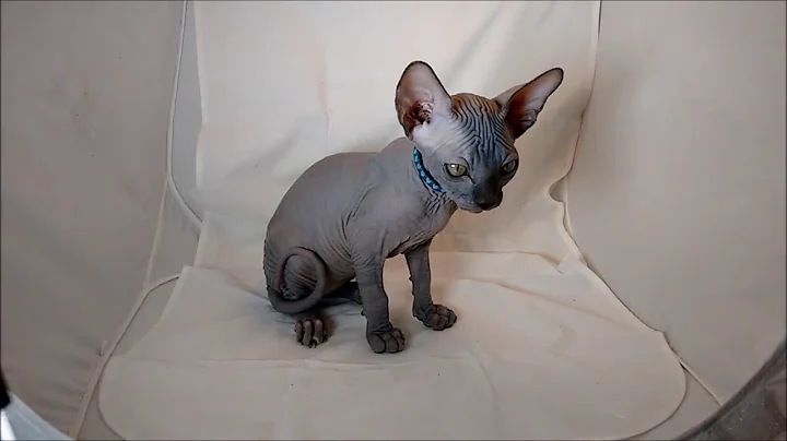 Watch the video about Canadian Sphynx male kitten, color blue, born July 17, 2018