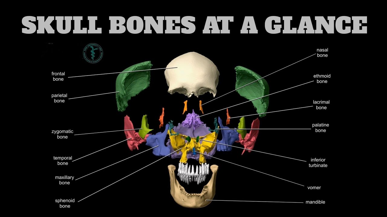 Кости черепа каждая кость. Кости черепа человека анатомия на латыни. Кости лицевого черепа анатомия латынь. Кости черепной коробки анатомия. Кости черепа анатомия латынь.