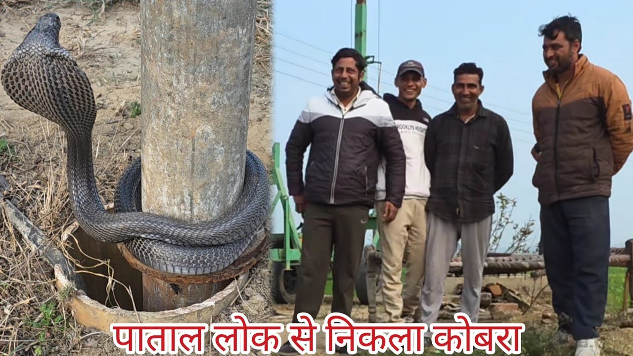 किसान के खेत में पाताल लोक से निकला कोबरा /// स्नेकमैन हरियाणा सतीश फफड़ाना 9255130130