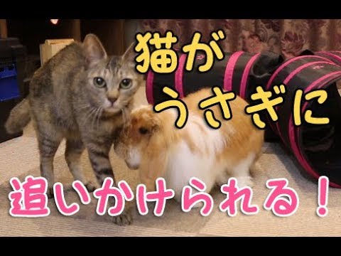 猫とうさぎが仲良し 猫がうさぎに追いかけられる Youtube