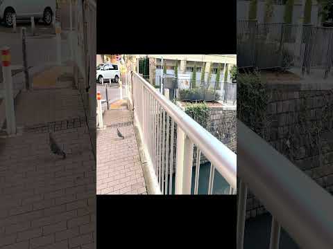 扇田橋 - 神奈川県横浜市西区中央 - #shorts