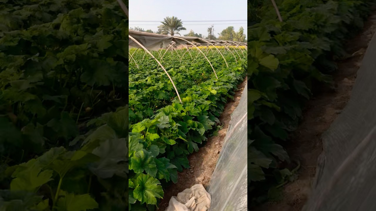 Vegetable farm visit #fruit #vegetablefarming #gardenplants