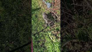 Chloe and Betty's First Walk of the Day #dog #funny #puppy #cute #pets #animals #train #doglover