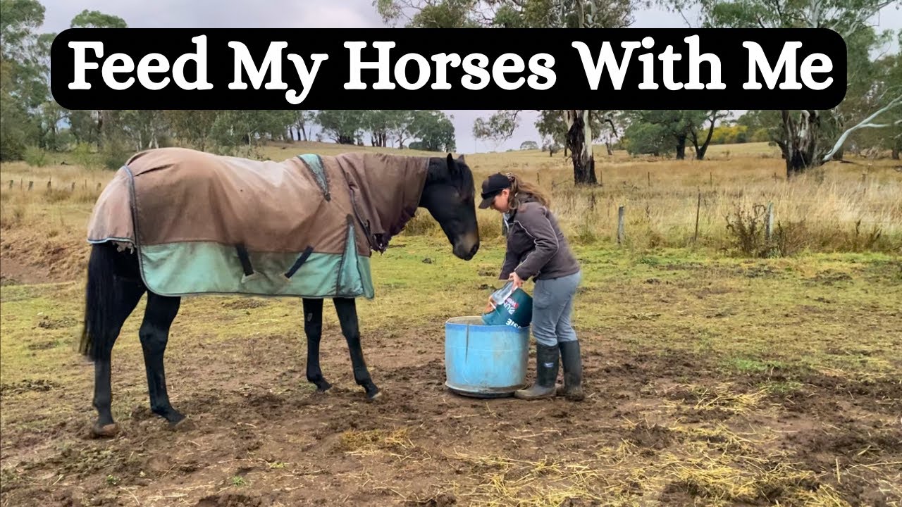 Feed My Horses With Me Vlog | Australian Equestrian Horse Feeding Routine