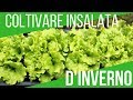 COLTIVARE L'INSALATA SUL TERRAZZO D'INVERNO | VITA DEL PODERE 024 | ORTO E GIARDINAGGIO