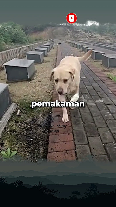 Bikin Mewek, Anjing Setia Merindukan Tuannya Yang Telah Mati #anjingsetia