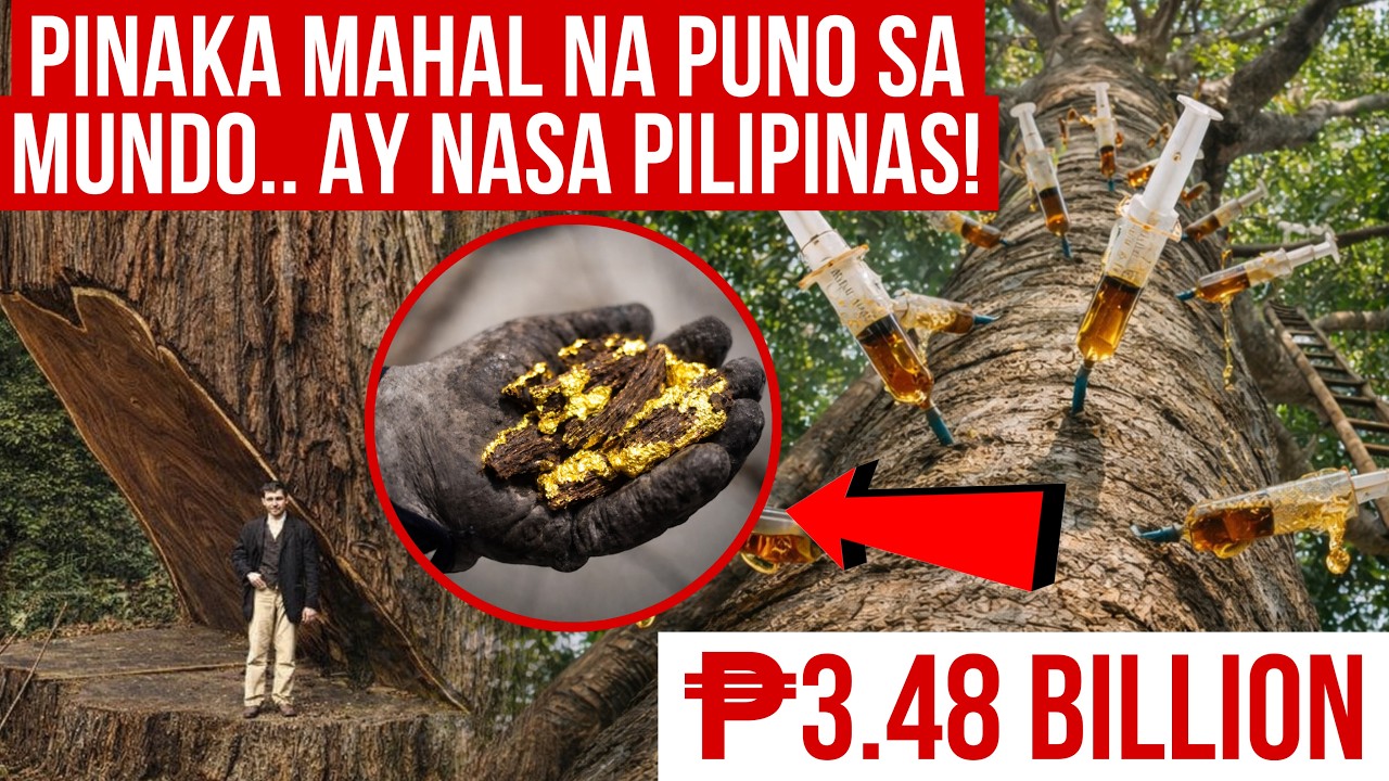 PINAKA MAHAL NA PUNO SA BUONG MUNDO AY MAKIKITA SA PILIPINAS | ₱3.48 BILLION | MISTER DI