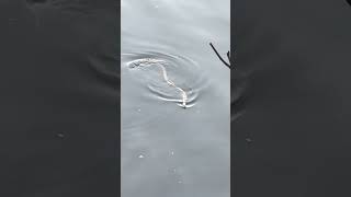 OMG! Water snake 🐍 moving fast | How Snake swim in water #snake #watersnake #rajuk #diabari #uttara by Dr Reza Ali Rumi 618 views 11 months ago 1 minute, 40 seconds