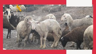Case sen la, sucias e gran parte mortas. Así atopou o Seprona ás ovellas nunha gandeira en Zamora