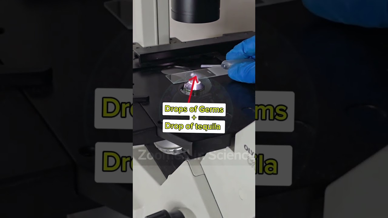 Germs vs. a drop of tequila! 🦠🍸Watch bacteria get obliterated in seconds #tequila #germs #microscope