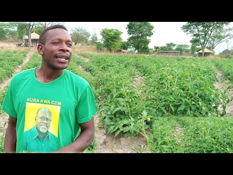 Video: Geranium Na Pelargonium: Ni Tofauti Gani? Je! Kuna Kufanana Gani Kati Ya Maua? Jinsi Ya Kutunza Mimea?