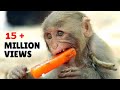 MONKEY VIDEO | Bandar | Monkey | Bandar Mama | Funny Monkey | MONKEY VIDEOS FOR KIDS
