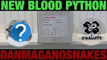 Meet the collection: part 64, Unboxing new blood python from O