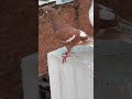 🔥🔥#pigeon #lover #short #viralreels #viralvideo #trending #ytshorts #happiness