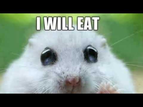 try-not-to-laugh-(hamster-edition)