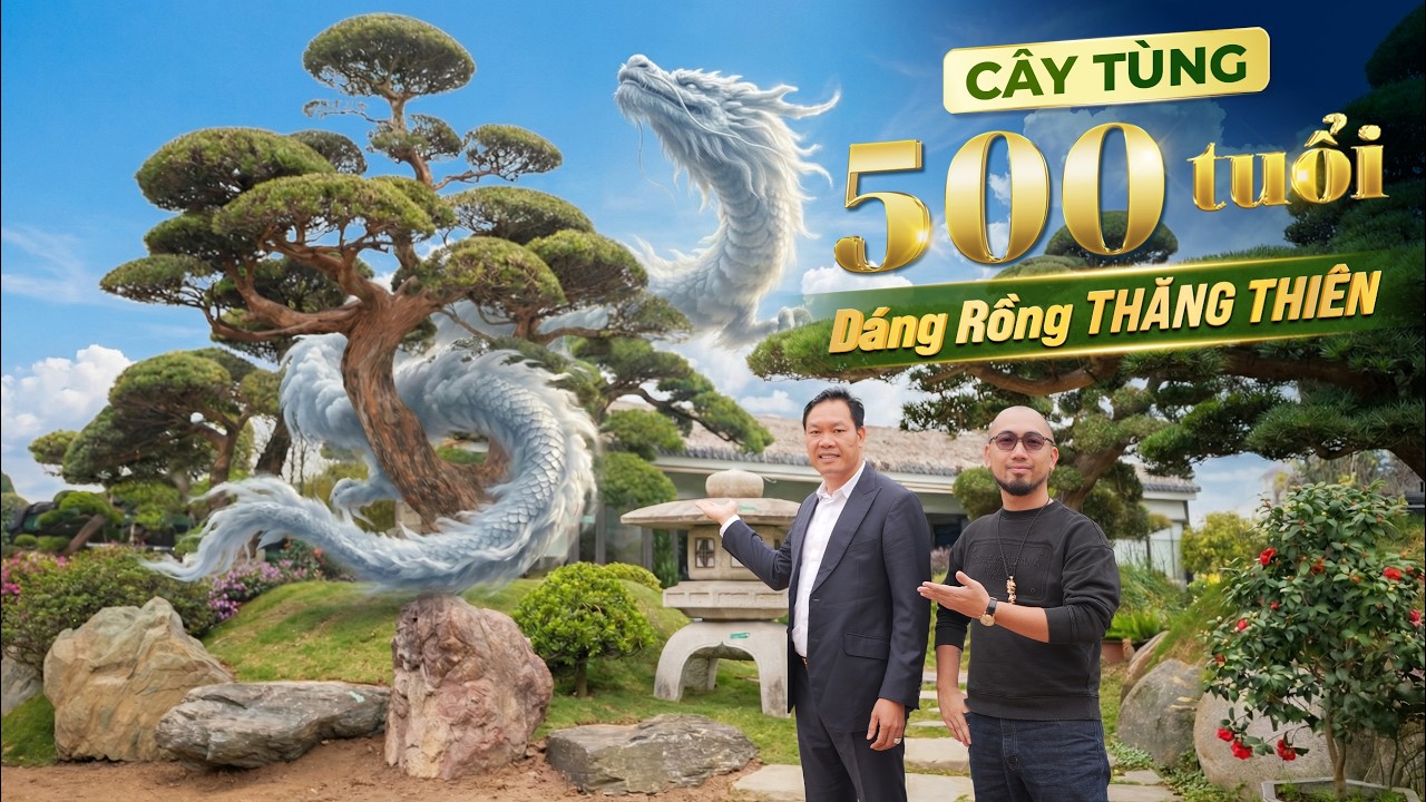 Tùng La Hán MỘC LONG 500 Tuổi: RỒNG THIÊNG NHẬT BẢN Về Đất THĂNG LONG Có Gì Đặc Biệt? | NHATO