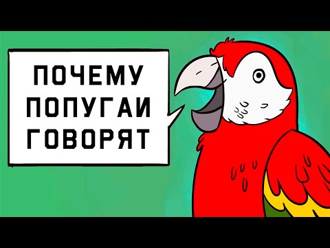 Edu: Почему попугаи говорят