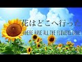 花はどこへ行った Where Have All The Flowers Gone 【violin cover】