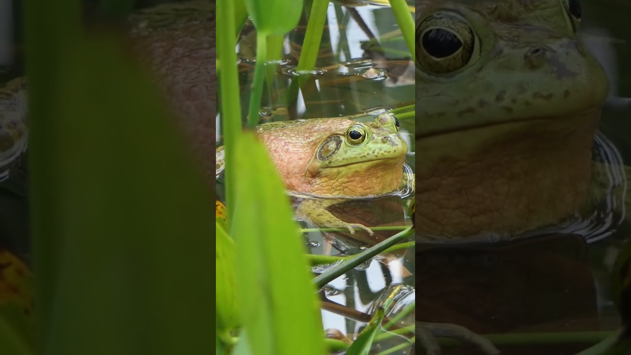 American Bullfrog calls and grunts