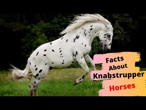 ვიდეო: Knabstrup Horse ჯიშის ჰიპოალერგიული, ჯანმრთელობისა და სიცოცხლის ხანგრძლივობა