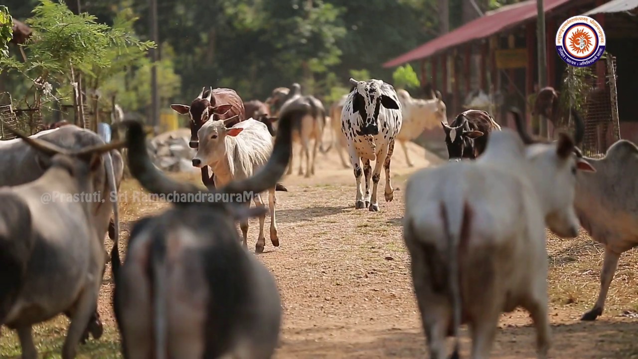 Sri RamachandrapuraMatha
