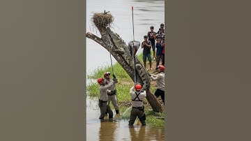 Unbelievable! Crocodile Tries to Steal Bird Eggs! #youtubeshorts #wildliferescue