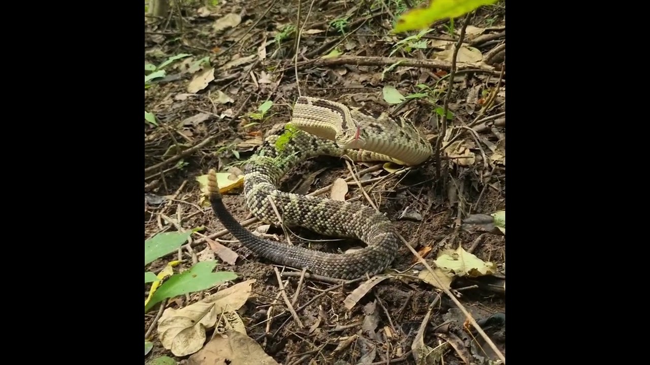 Cascabel o Cascabel centroamericano (Crotalus simus)