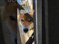 拗ねてても、お出迎えはしてくれる力丸！#柴犬 #柴犬の日常 #柴犬のいる暮らし #お出迎え #力丸