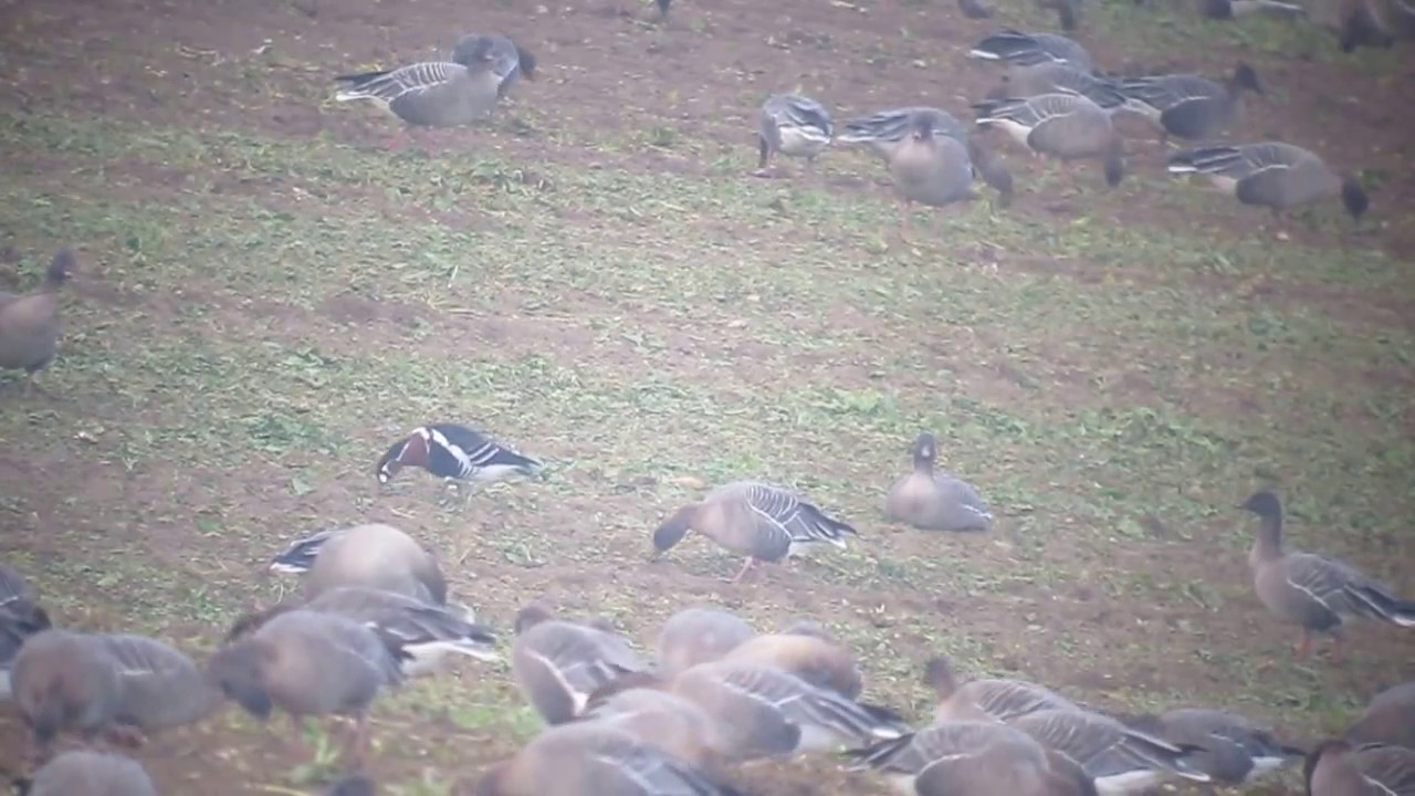 Red-breasted Goose (branta ruficollis) nature kpop