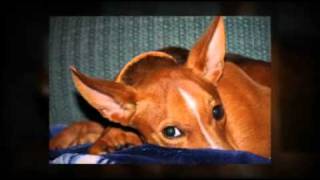Precious Pet by Nancy Ann Photo-Graphics set to Tracy by John Sokoloff